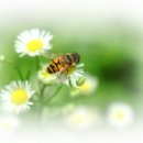 꿀벌이 만든 천연 항생제 프로폴리스의 효능 이미지