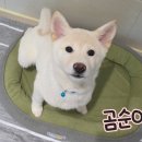 곰순이네 - 보령시 해수욕장9길 2-40 | 곰순이네