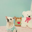 소원펜션 이미지