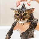 황금산 고양이 이미지