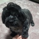 퍼피쿵 | 🐶 메디퍼피 액티브 F, 관절+체지방 한번에 잡는 우리 아이 건강 루틴 시작!