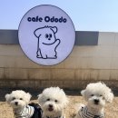 [공지] 🐶파주 애견카페 ‘카페 오도도’ 후기 [예스키즈존]