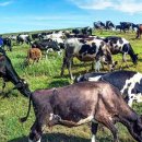 대안목장 이미지