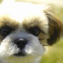 황제 동물병원 이미지