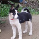 멍멍이집 이미지