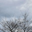 팽나무 농장 이미지