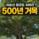이순신 장군도 쉬어간 500년 거목｜남해 창선도 왕후박나무를 다시 찾다 이미지
