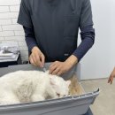디디동물병원