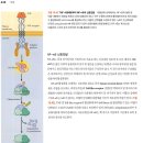 2018 생물B 5번 (서술형) - [세포, 신호전달, 분자] 대식세포에서 NFκB 신호 전달, β-mercaptoethanol, loading control 이미지