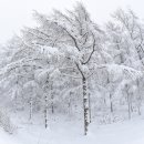 황태덕장 이미지