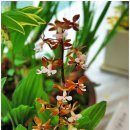 보성야생화 이미지