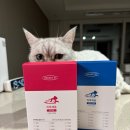 채움 | [육묘] 수의사 개발 고양이 종합 영양제 프로젝트21 하루채움 솔직 후기