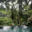 정글 | 발리 우붓 더 카욘 정글 리조트 조식 후기