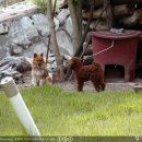 왕대실집 이미지