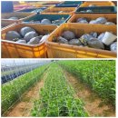 후선 농장 이미지