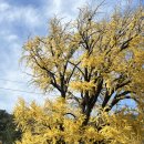 함안향교 | 경남 함안 가볼만한 곳 함안향교 은행나무 명소