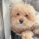 곱디곱개 이미지