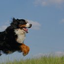 댕큐 애견유치원, 애견호텔 이미지