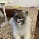 댕댕이천사 이미지