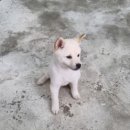 수원시바견 이미지