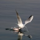 명품 갈매기 이미지