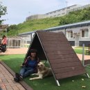 도그피아 애견 훈련 학교 이미지