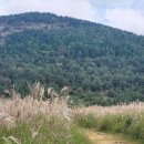 제주삼읍도총지도 | 제주도 억새 명소 대록산 등산후기