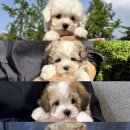 청담펫츠 이미지