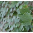 넝쿨다방 이미지