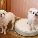 애견미용실 바비펫 이미지