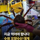 수원 농수산물시장 대게 맛집은 이집이 최고네요! '오양수산' 포장 후기