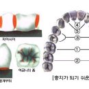 커피에 가장 많이 들어 있는 항산화 물질 트리고넬린(Trigonelline) 이미지