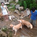 퍼피 앤 이미지