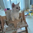 일산고양이분양&미용 반하나캣 이미지