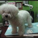 루비펫살롱 이미지