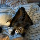 위드덴탈 | 부산 궁팡 2026 궁디팡팡 캣페스타 금요일 오픈런 가격 주차 추천템 페피테일 고양이박람회