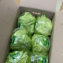국내산 양상추로 샌드위치 만들기 청해농산