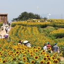 해바라기 이미지