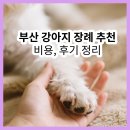 강아지의 품격 | 부산 강아지 장례 추천 2곳 | 부산 강아지 장례비용, 후기, 총정리