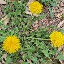 민들레 태양광발전소 이미지