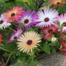 리빙스톤 이미지