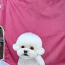 루이앤독 이미지