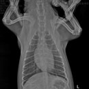 우리들동물병원 이미지