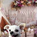 비비펫 살롱 이미지