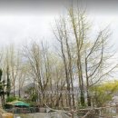 팽나무 R50이상 동백나무 은행나무 팝니다 판매 하는곳 농원농장 이미지