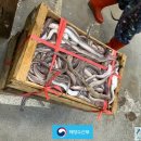 부산시수협자갈치수산물위판장 이미지