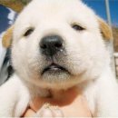 신토불이 이미지