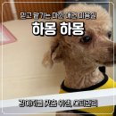 복이애견샵 | 마산 애견미용 믿고 맡기는 하몽하몽 재방문 후기