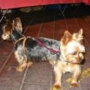 강아지집 이미지