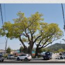 용장리 느티나무 이미지